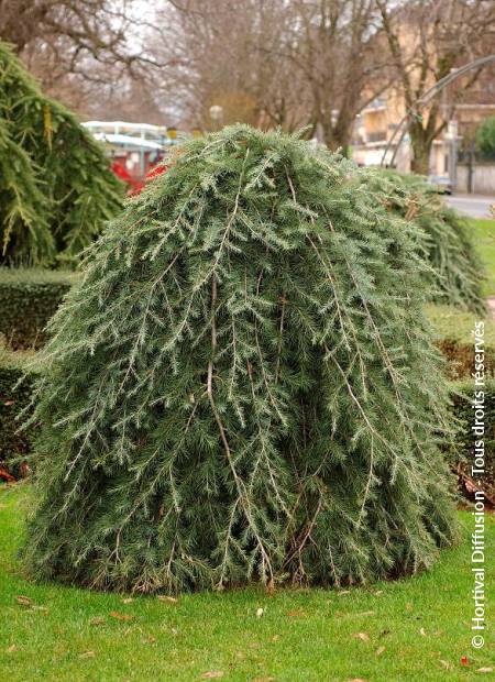 © Hortival Diffusion - Tous droits réservés