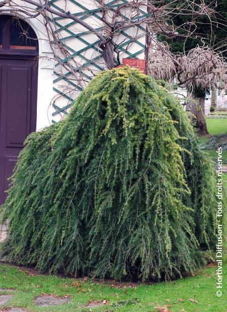 © Hortival Diffusion - Tous droits réservés