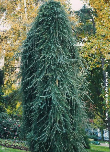 © Hortival Diffusion - Tous droits réservés