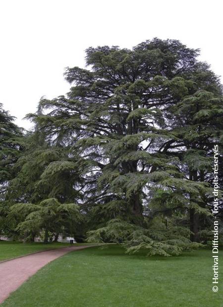 © Hortival Diffusion - Tous droits réservés