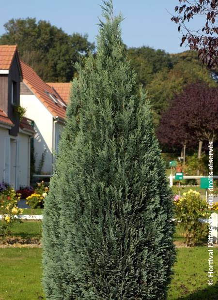 © Hortival Diffusion - Tous droits réservés