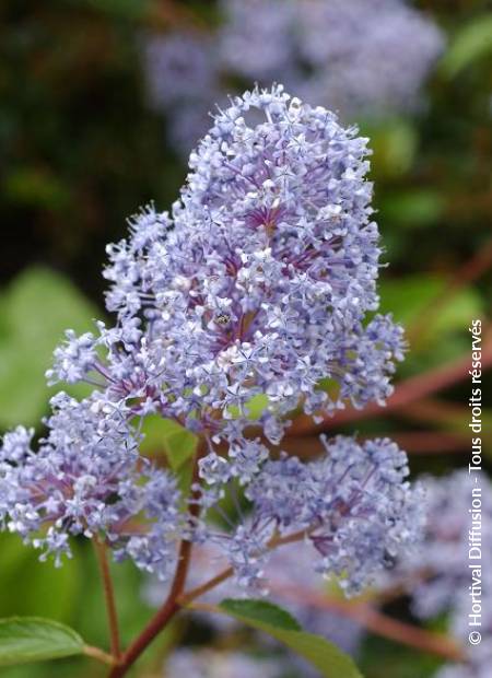 © Hortival Diffusion - Tous droits réservés