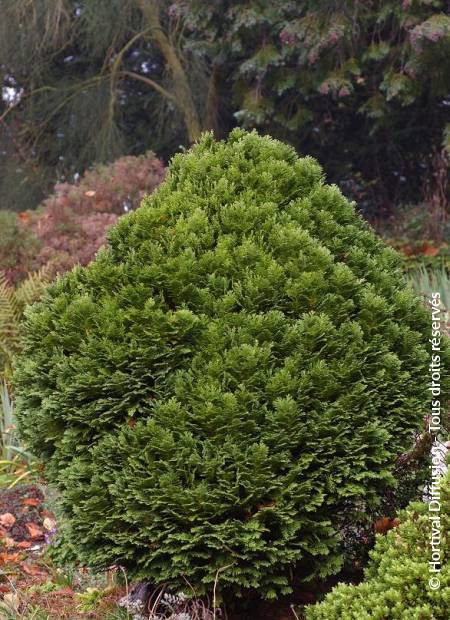 © Hortival Diffusion - Tous droits réservés