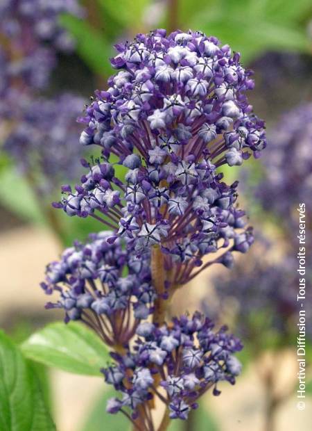 © Hortival Diffusion - Tous droits réservés