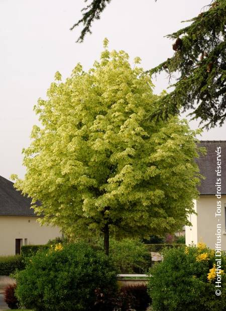 © Hortival Diffusion - Tous droits réservés