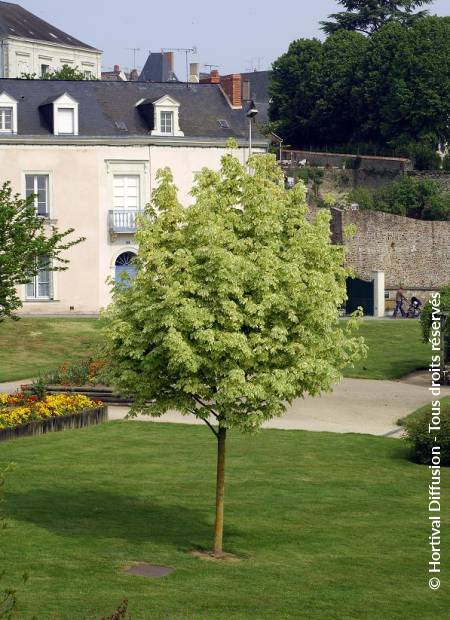 © Hortival Diffusion - Tous droits réservés