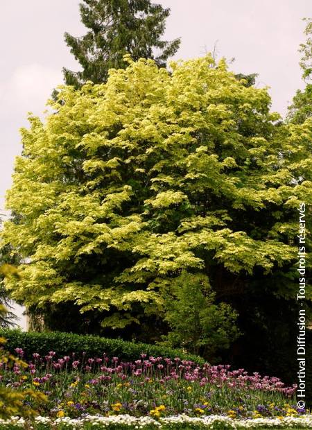 © Hortival Diffusion - Tous droits réservés