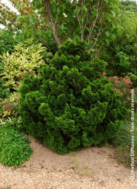 © Hortival Diffusion - Tous droits réservés