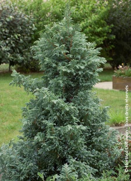 © Hortival Diffusion - Tous droits réservés