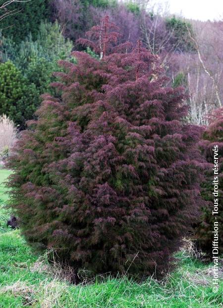 © Hortival Diffusion - Tous droits réservés