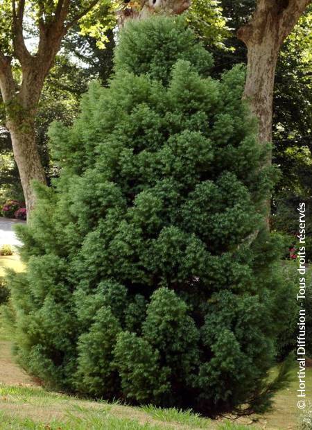 © Hortival Diffusion - Tous droits réservés