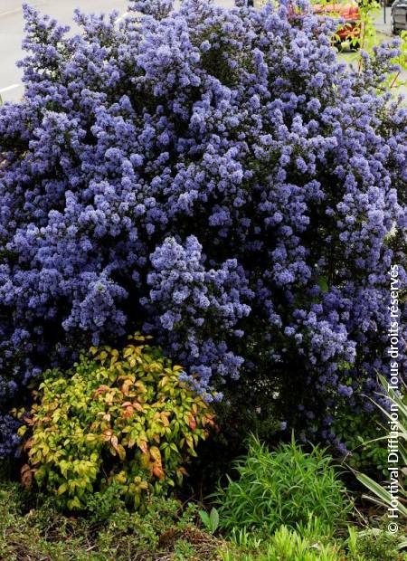 © Hortival Diffusion - Tous droits réservés