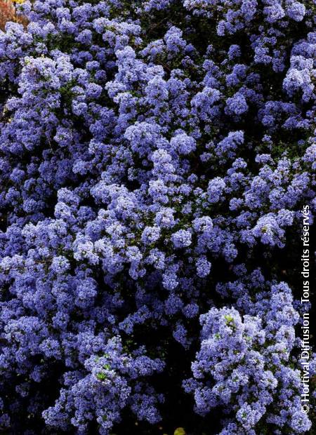 © Hortival Diffusion - Tous droits réservés