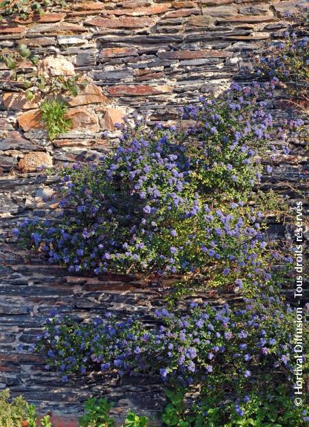 © Hortival Diffusion - Tous droits réservés