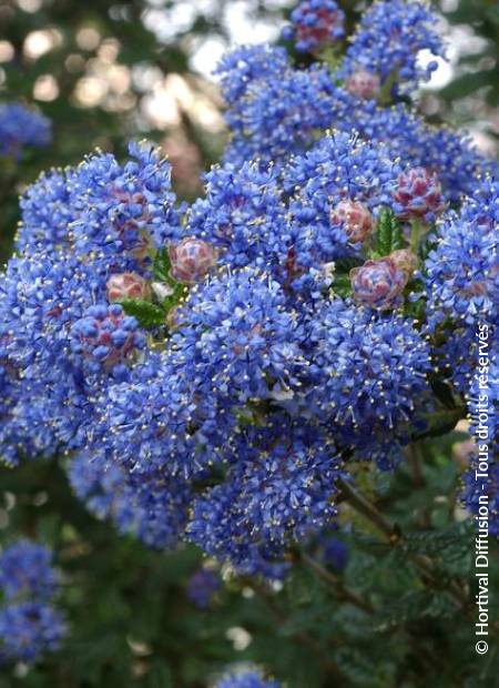 © Hortival Diffusion - Tous droits réservés