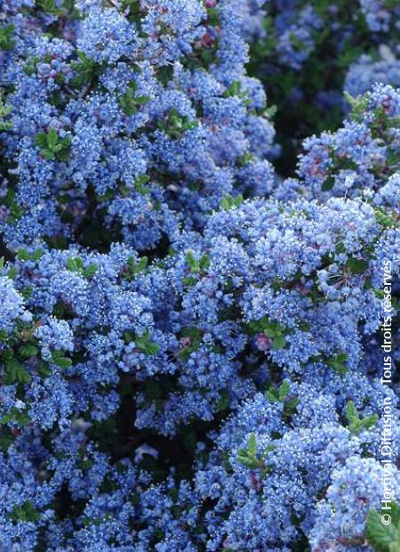 © Hortival Diffusion - Tous droits réservés