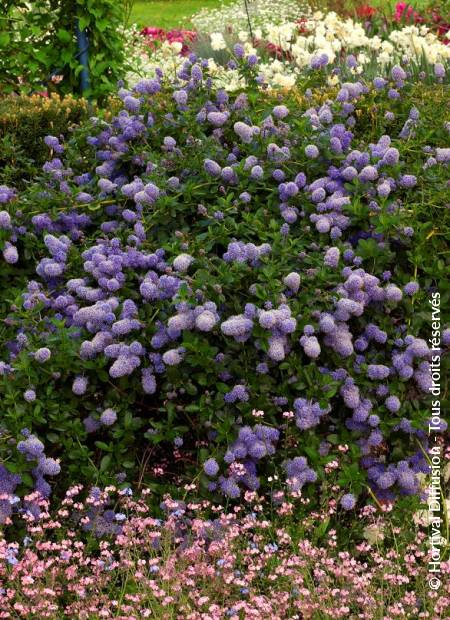 © Hortival Diffusion - Tous droits réservés