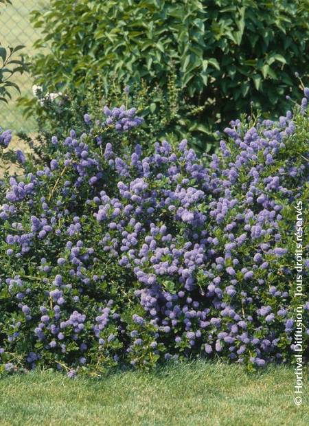 © Hortival Diffusion - Tous droits réservés