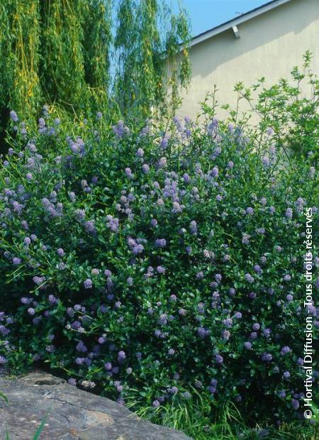 © Hortival Diffusion - Tous droits réservés