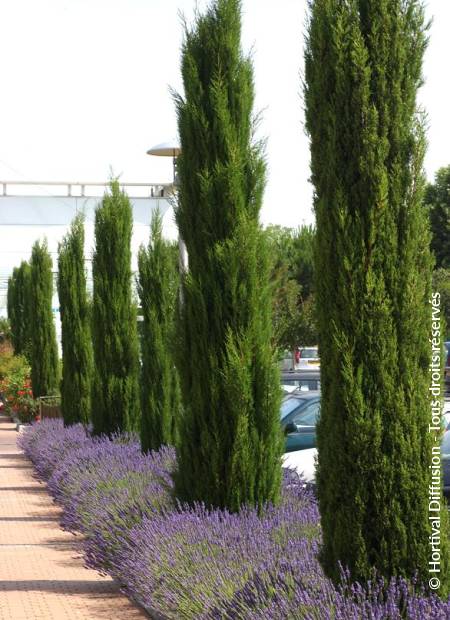 © Hortival Diffusion - Tous droits réservés