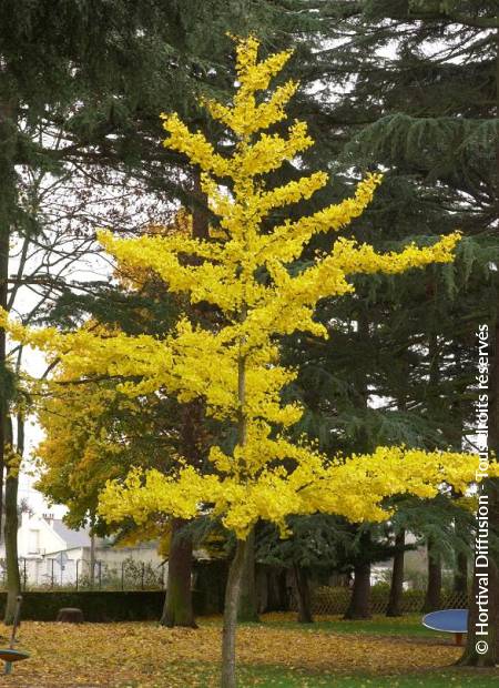 © Hortival Diffusion - Tous droits réservés