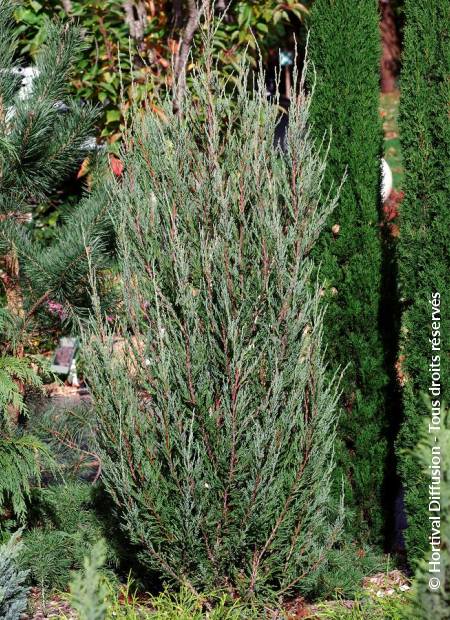 © Hortival Diffusion - Tous droits réservés