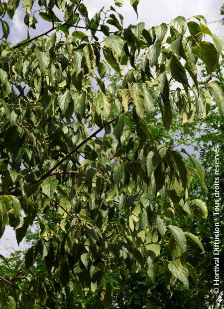 © Hortival Diffusion - Tous droits réservés