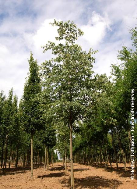 © Hortival Diffusion - Tous droits réservés