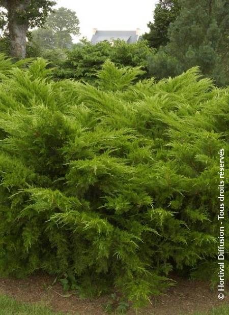 © Hortival Diffusion - Tous droits réservés