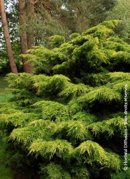 © Hortival Diffusion - Tous droits réservés