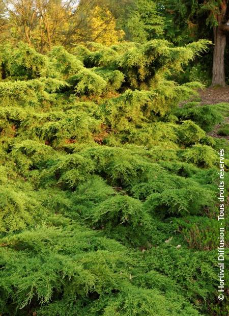 © Hortival Diffusion - Tous droits réservés