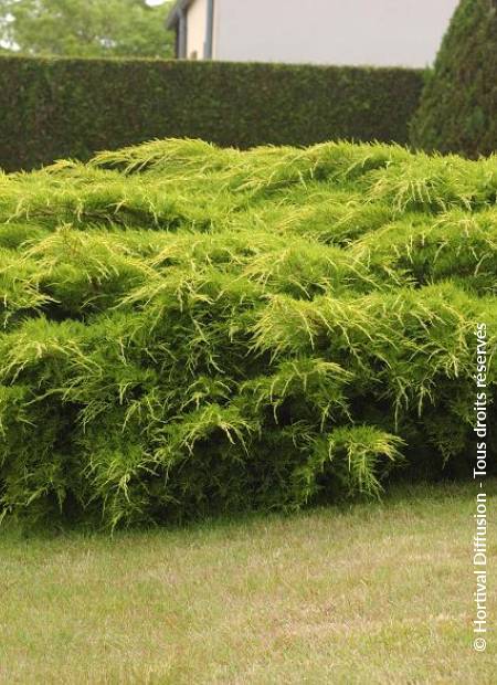 © Hortival Diffusion - Tous droits réservés