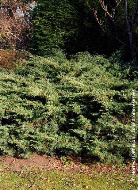 © Hortival Diffusion - Tous droits réservés