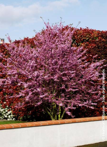 © Hortival Diffusion - Tous droits réservés