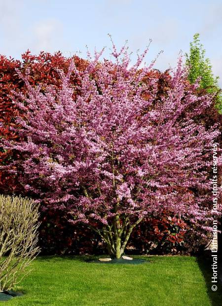 © Hortival Diffusion - Tous droits réservés