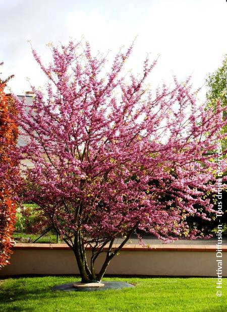 © Hortival Diffusion - Tous droits réservés