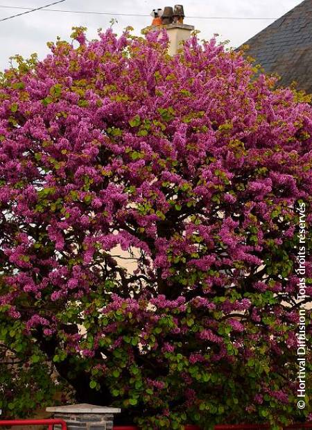 © Hortival Diffusion - Tous droits réservés