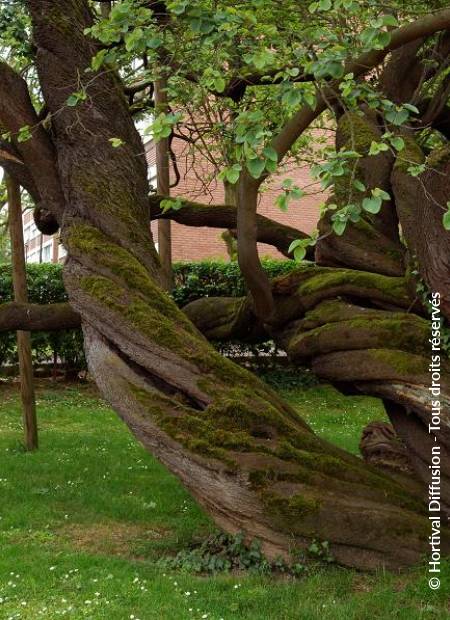 © Hortival Diffusion - Tous droits réservés