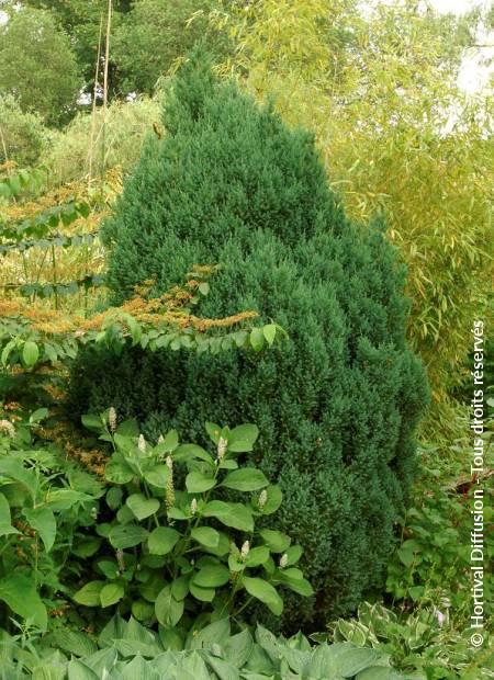 © Hortival Diffusion - Tous droits réservés