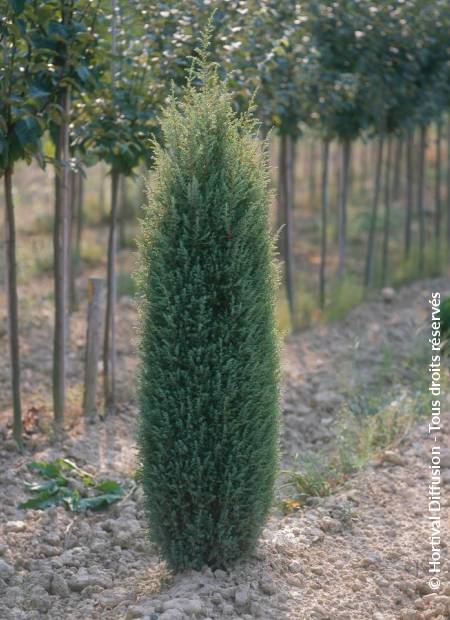 © Hortival Diffusion - Tous droits réservés