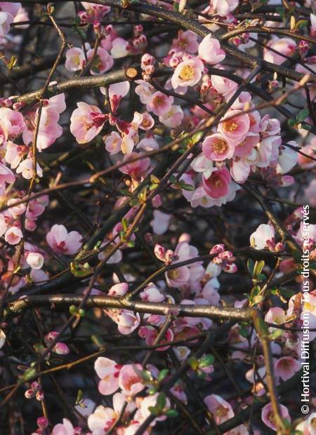 © Hortival Diffusion - Tous droits réservés