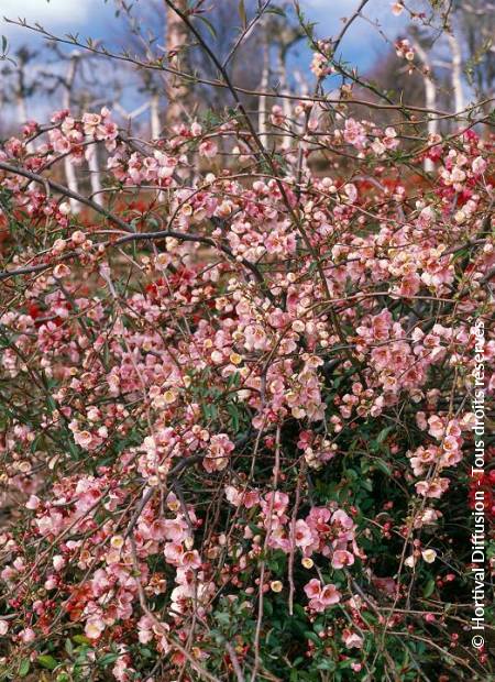 © Hortival Diffusion - Tous droits réservés