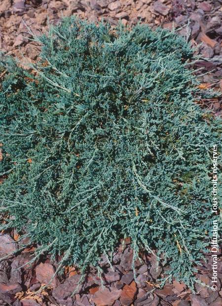 © Hortival Diffusion - Tous droits réservés