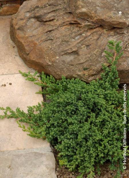 © Hortival Diffusion - Tous droits réservés