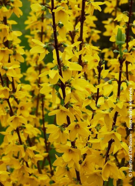 © Hortival Diffusion - Tous droits réservés