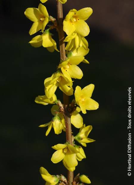 © Hortival Diffusion - Tous droits réservés