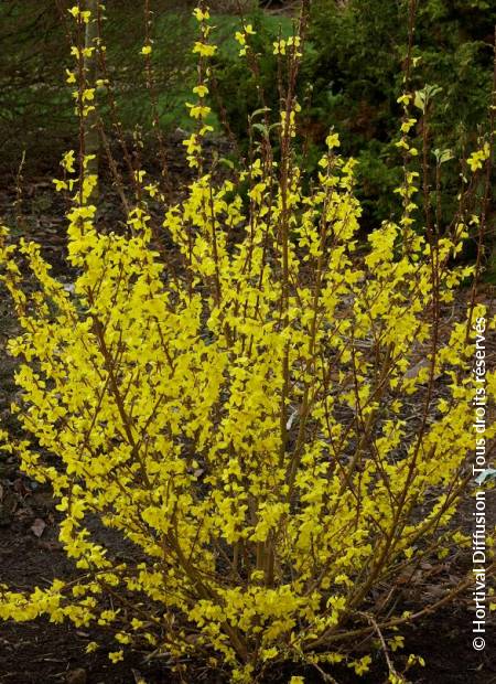 © Hortival Diffusion - Tous droits réservés