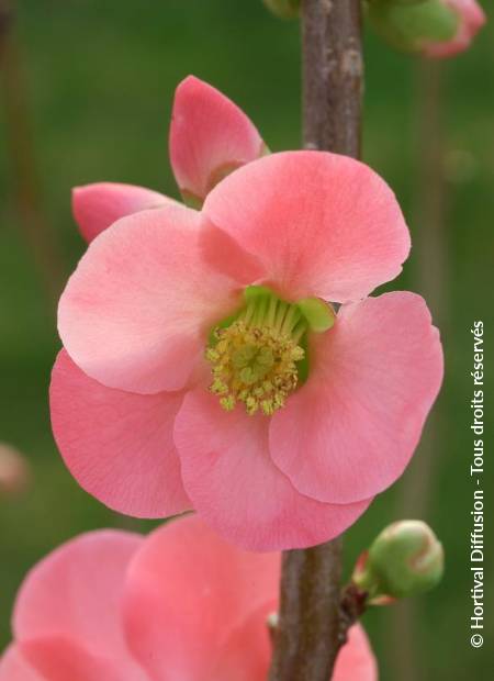 © Hortival Diffusion - Tous droits réservés