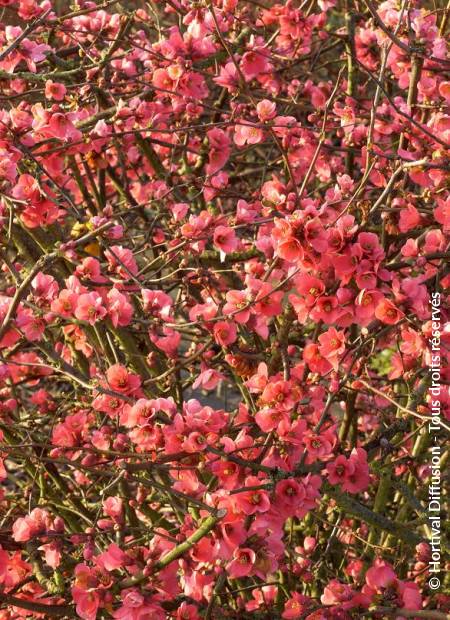 © Hortival Diffusion - Tous droits réservés