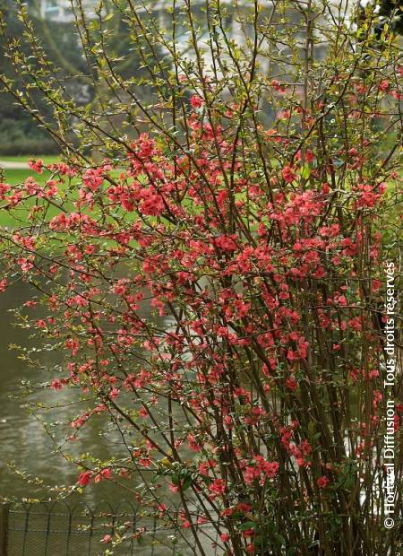 © Hortival Diffusion - Tous droits réservés